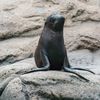 Photos, Video: Five Cute New Sea Lions At NYC Zoos